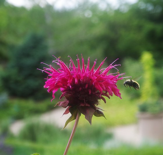 Native Bees in the Garden