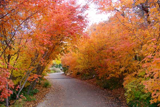 Fall Floral Walk