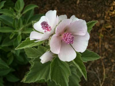 Marshmallow Plant Bloom