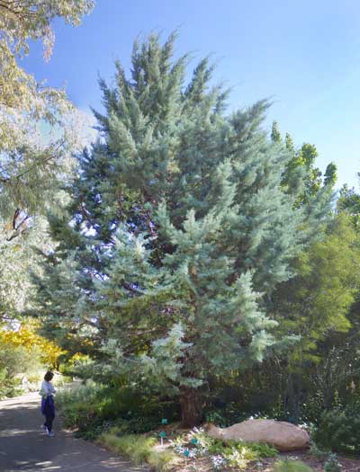 Red Butte Garden Conifer Collection