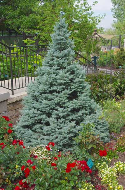 Red Butte Garden Conifer Collection