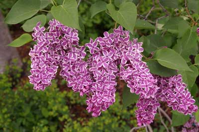 Red Butte Garden Lilac Collection