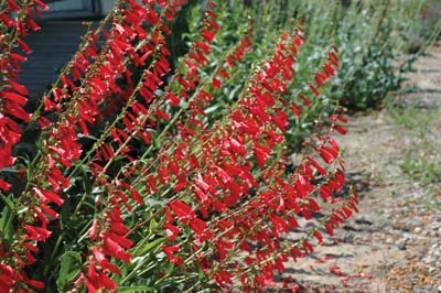 Red Butte Garden Penstemon Collection