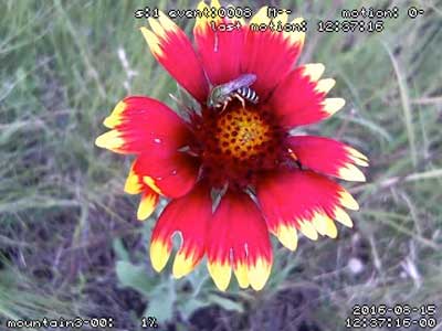 Red Butte Garden Rana Pollinator Study
