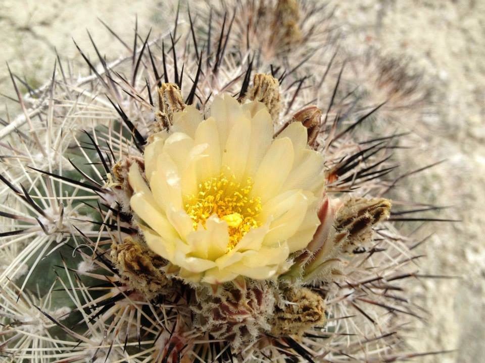 Siler pincushion cactus