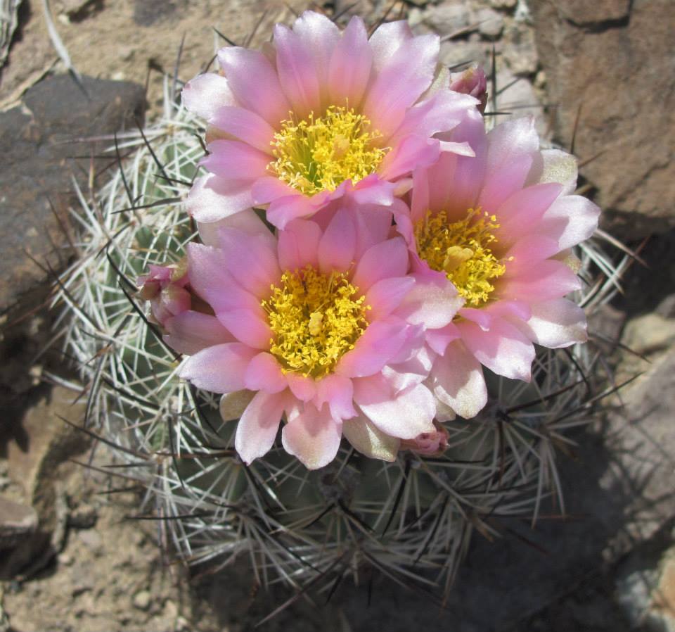 Uinta Basin Hookless Cactus