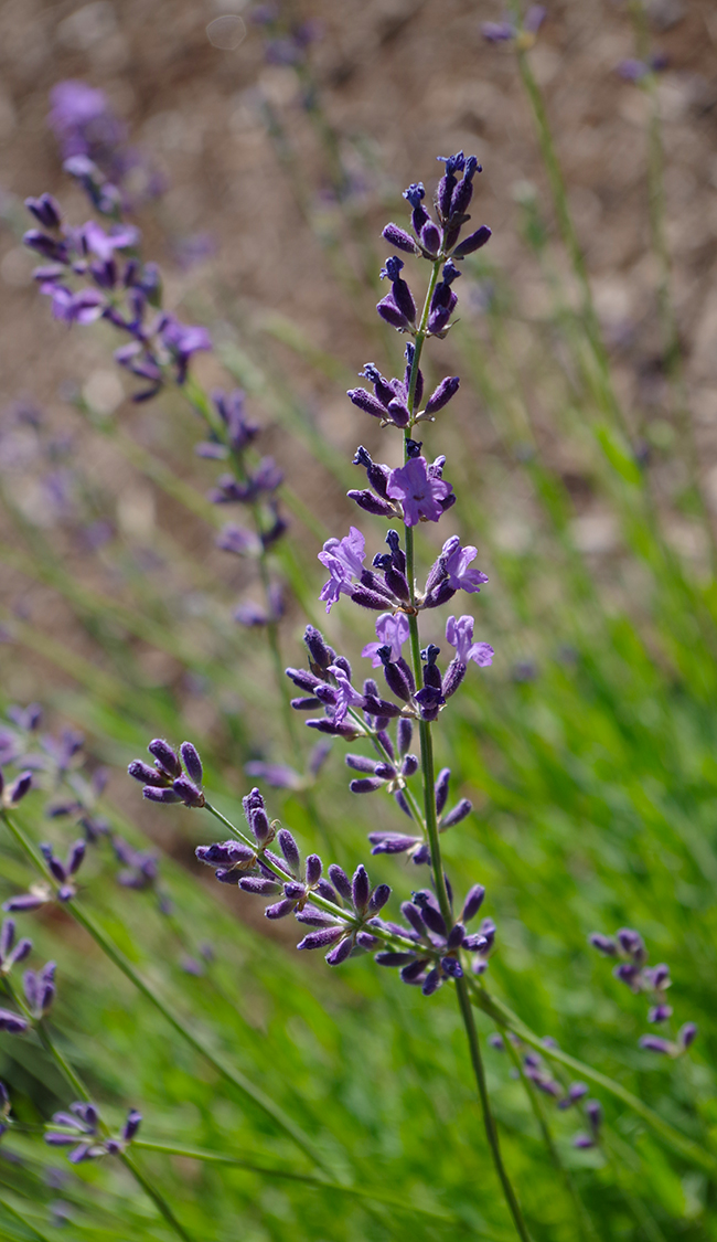 Royal Velvet English Lavender