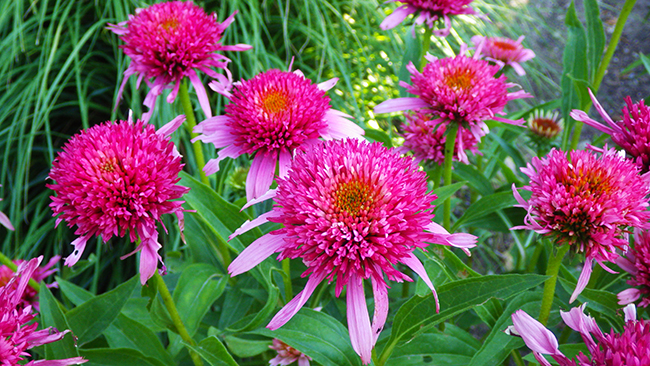 Pink Double Delight Cone Flower