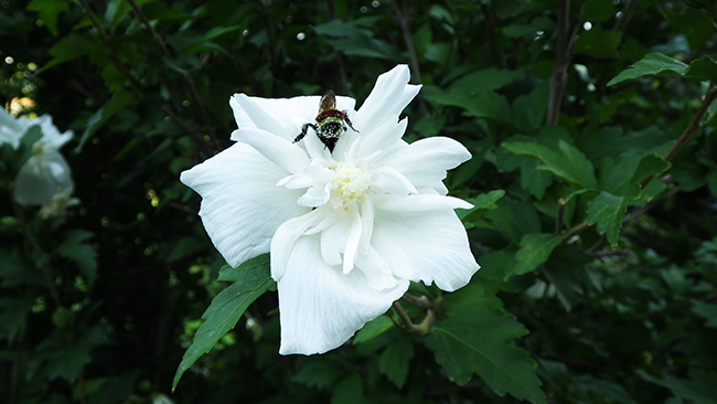 White Chiffon Rose of Sharon