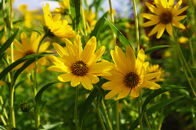 Dakota Sunshine Sunflower