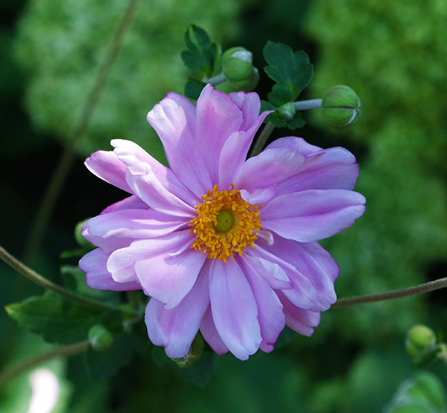 Queen Charlotte Japanese Anemone