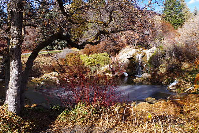 Rose Garden Pond and Waterfall