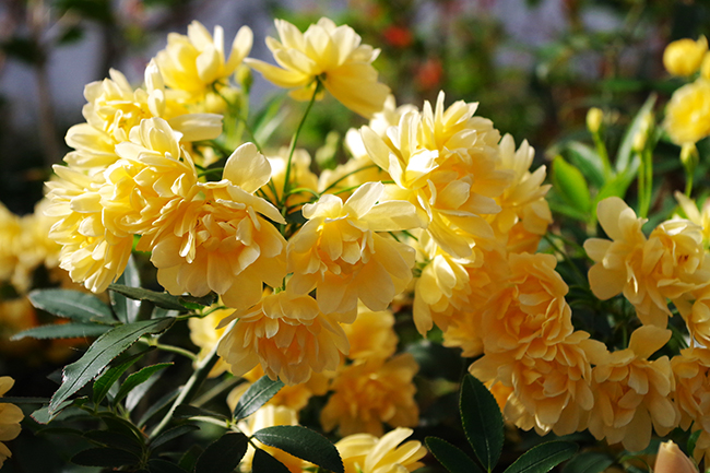 Yellow Lady Banks' Rose