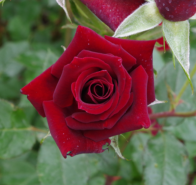 Black Jade™ Rose