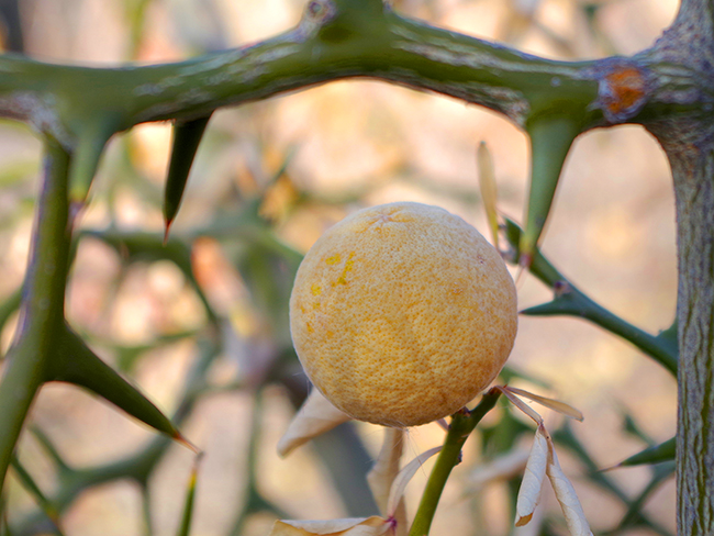 Trifoliate Orange;
