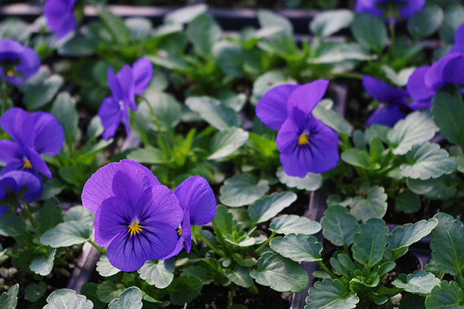 Sorbet® XP True Blue Viola