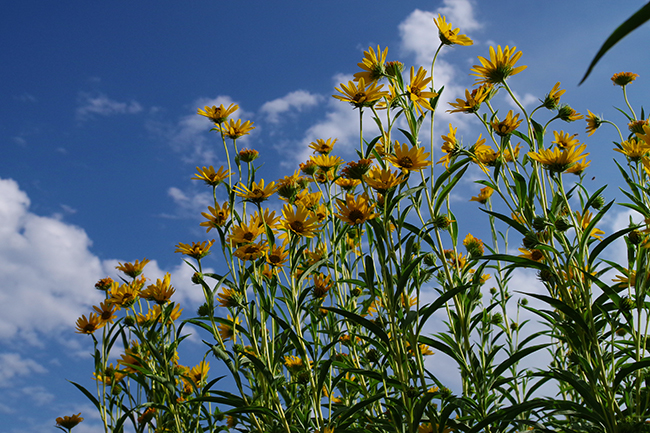 Dakota Sunshine Sunflower