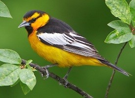 Bullock's Oriole at Red Butte Garden