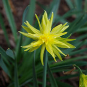 Narcissus Rip Van Winkle