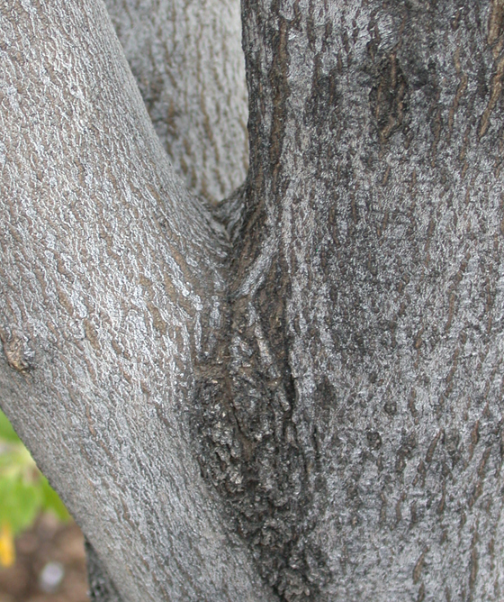 Partial Included Bark